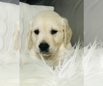 Small Photo #21 Golden Retriever Puppy For Sale in FORT STEILACOOM, WA, USA