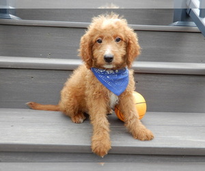 Goldendoodle (Miniature) Puppy for Sale in MILLERSBURG, Ohio USA