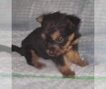 Small Photo #327 Yorkshire Terrier Puppy For Sale in AKRON, OH, USA