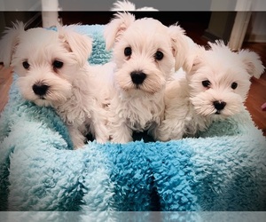 Schnauzer (Miniature) Puppy for sale in FOREST CITY, NC, USA