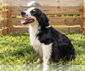 Liam - Male Australian Shepherd Dog for Adoption - Photo #3