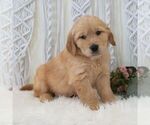 Small #3 Golden Retriever
