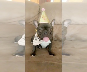 Mother of the French Bulldog puppies born on 09/09/2019