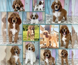 Poodle (Standard) Puppy for sale in SWANSBORO, NC, USA