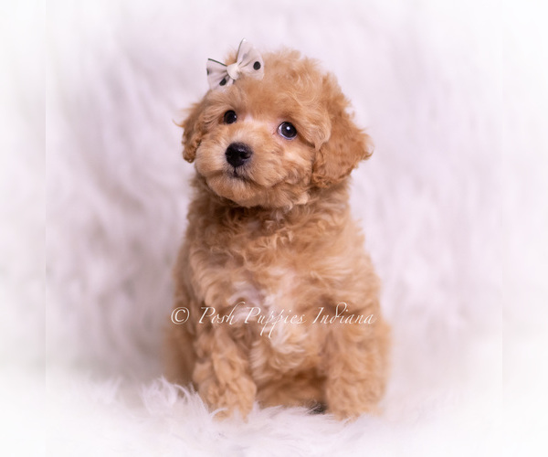 Medium Photo #2 Poodle (Toy) Puppy For Sale in WARSAW, IN, USA