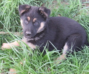 German Shepherd Dog Puppy for sale in COLUMBUS, NE, USA