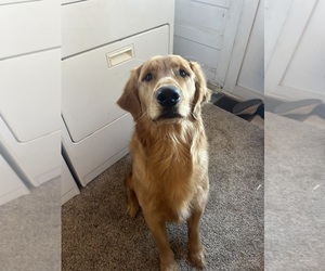 Golden Retriever Dog for Adoption in COLUMBUS, Indiana USA