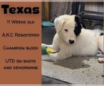Puppy Texas Border Collie