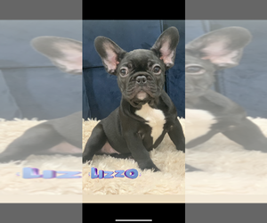 French Bulldog Puppy for sale in CHICAGO, IL, USA