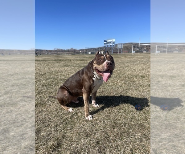 Medium Photo #1 American Bully Puppy For Sale in YAKIMA, WA, USA