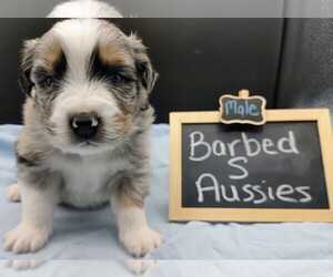 Australian Shepherd Puppy for sale in TAYLOR, TX, USA