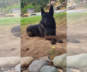 Father of the Belgian Malinois puppies born on 04/27/2025