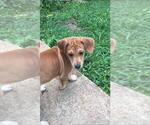 Puppy 5 Mountain Cur-Unknown Mix