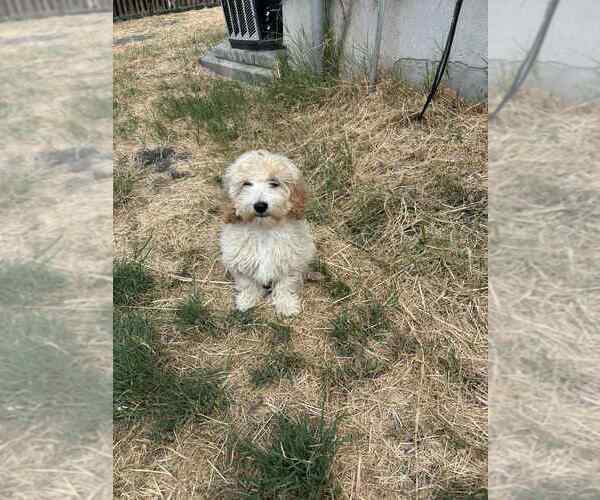 Medium Photo #4 Maltipoo Puppy For Sale in MANCHACA, TX, USA
