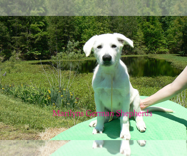 Medium Photo #6 German Shepherd Dog Puppy For Sale in PIEDMONT, MO, USA