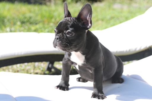 Medium Photo #5 French Bulldog Puppy For Sale in HOLLYWOOD, FL, USA