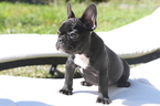 Small Photo #5 French Bulldog Puppy For Sale in HOLLYWOOD, FL, USA