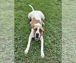 Small Labrador Retriever Mix