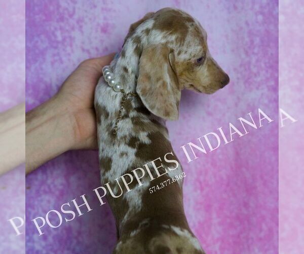 Medium Photo #6 Dachshund Puppy For Sale in WARSAW, IN, USA