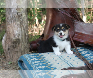 Pembroke Welsh Corgi Puppy for sale in FAIR GROVE, MO, USA