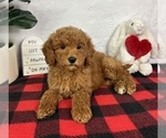 Small #2 Goldendoodle (Miniature)
