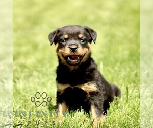 Rottweiler Puppy for sale in CHRISTIANA, PA, USA