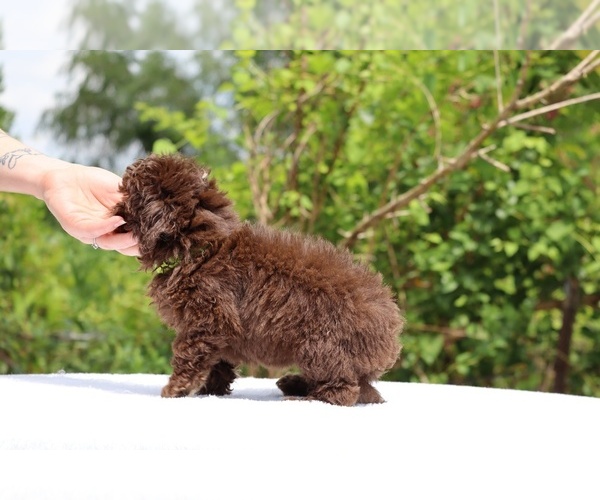 Medium Photo #13 ShihPoo Puppy For Sale in DYERSBURG, TN, USA