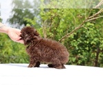 Small #12 ShihPoo