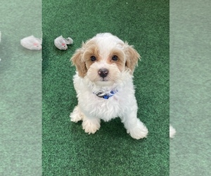 Cavapoo Puppy for sale in BULLARD, TX, USA