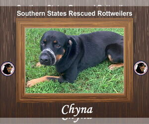 Rottweiler-Unknown Mix Dogs for adoption in White Hall, AR, USA
