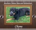 Small Rottweiler Mix