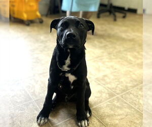 Medium Labrador Retriever Mix