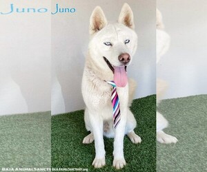 Siberian Husky Mix Dog for Adoption in San Diego, California USA
