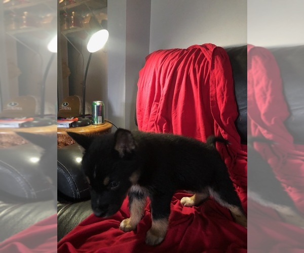 Medium Photo #2 Alusky-German Shepherd Dog Mix Puppy For Sale in DETROIT, MI, USA