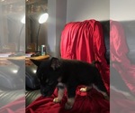 Small Photo #2 Alusky-German Shepherd Dog Mix Puppy For Sale in DETROIT, MI, USA
