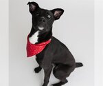 Small #3 American Pit Bull Terrier-Border Collie Mix