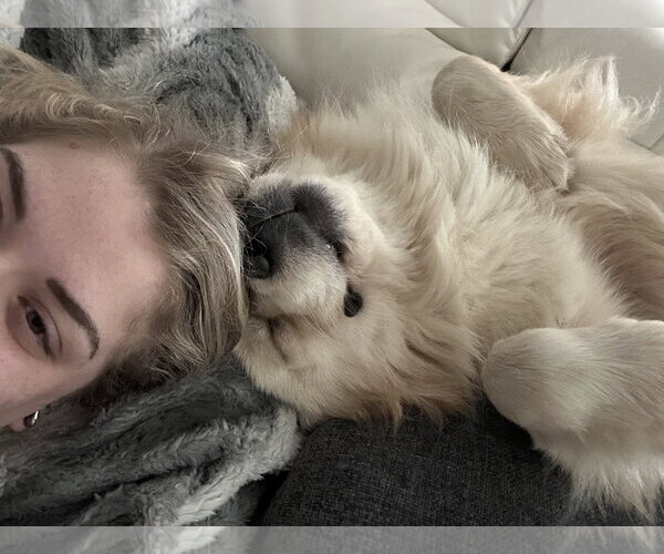 Medium Photo #6 Golden Pyrenees Puppy For Sale in Dallas, TX, USA