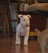 Small Photo #2 Bull Terrier Puppy For Sale in DOWLING PARK, FL, USA