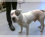 Small American Pit Bull Terrier