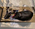 Small #6 German Shepherd Dog