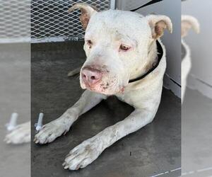 Mutt Dogs for adoption in Bakersfield, CA, USA