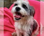 Small #2 Shih Tzu Mix