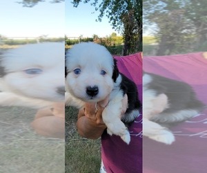 Miniature Australian Shepherd Puppy for Sale in PITTSBURG, Kansas USA