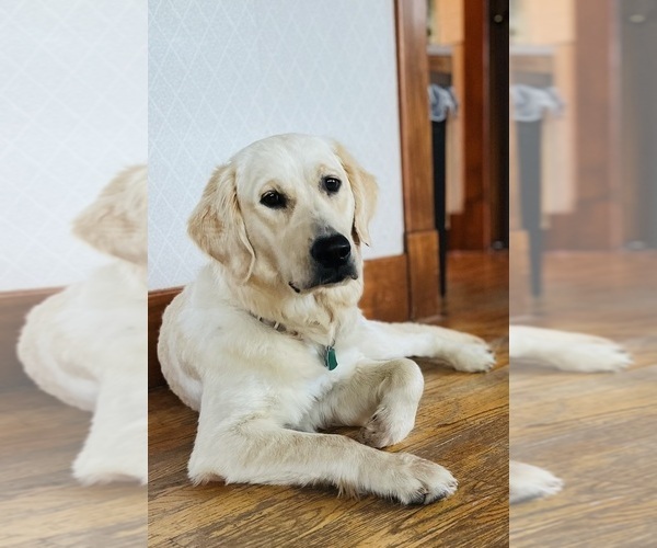 Medium Photo #1 English Cream Golden Retriever-Great Pyrenees Mix Puppy For Sale in SEDGWICK, KS, USA