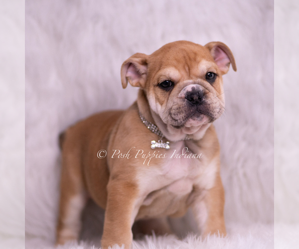 Medium Photo #2 Bulldog Puppy For Sale in WARSAW, IN, USA