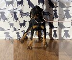Small Photo #2 Doberman Pinscher Puppy For Sale in HOPKINSVILLE/PRINCETON, KY, NH, USA