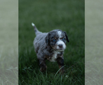 Small Photo #8 Miniature Bernedoodle Puppy For Sale in SWAIN, NY, USA