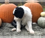 Small Photo #4 Sheepadoodle Puppy For Sale in NATURAL BRG, VA, USA