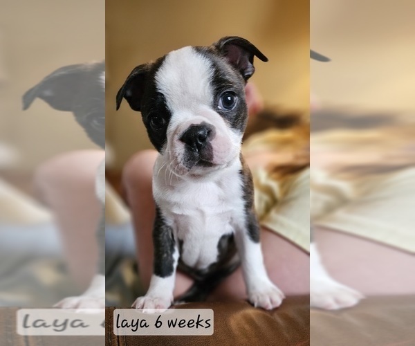 Medium Photo #2 Boston Terrier Puppy For Sale in GENOA, NE, USA