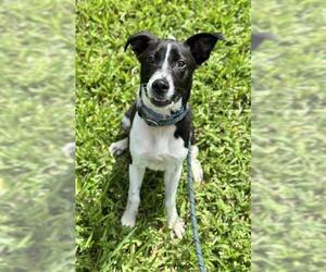 Parson Russell Terrier Dogs for adoption in Fort Lauderdale, FL, USA